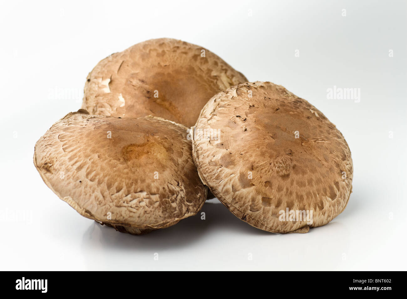 Whole Field mushrooms Stock Photo Alamy