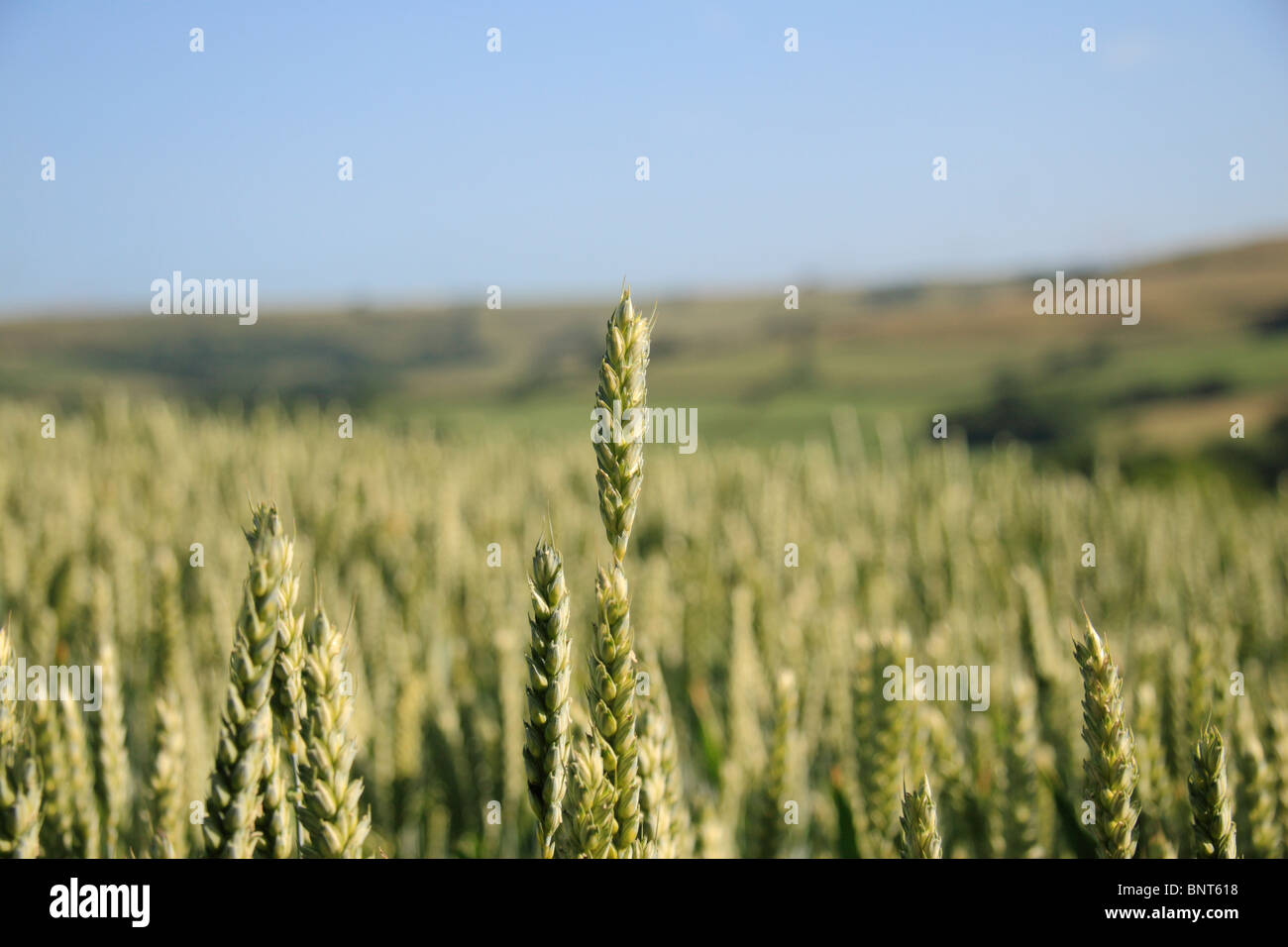 A single isolated green wheat stalk stands out against a wheat field on the edge of Puncknowle, Dorset, UK. Stock Photo