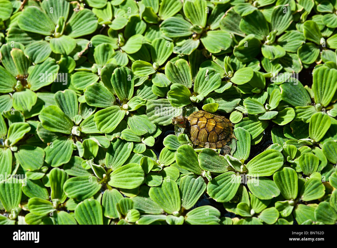 Turtles hires stock photography and images Alamy