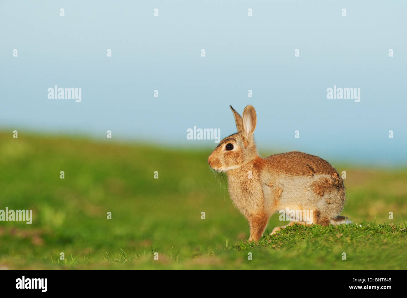 European Rabbit (Oryctolagus cuniculus), Kent, England, summer. Stock Photo