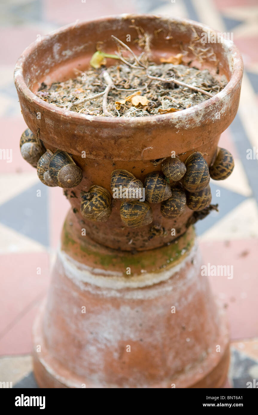 Hibernating snails hires stock photography and images Alamy