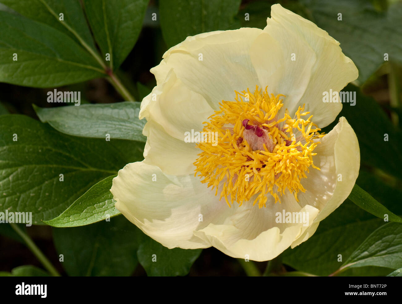 Wittmanns Peony (Paeonia wittmanniana), flower. Stock Photo