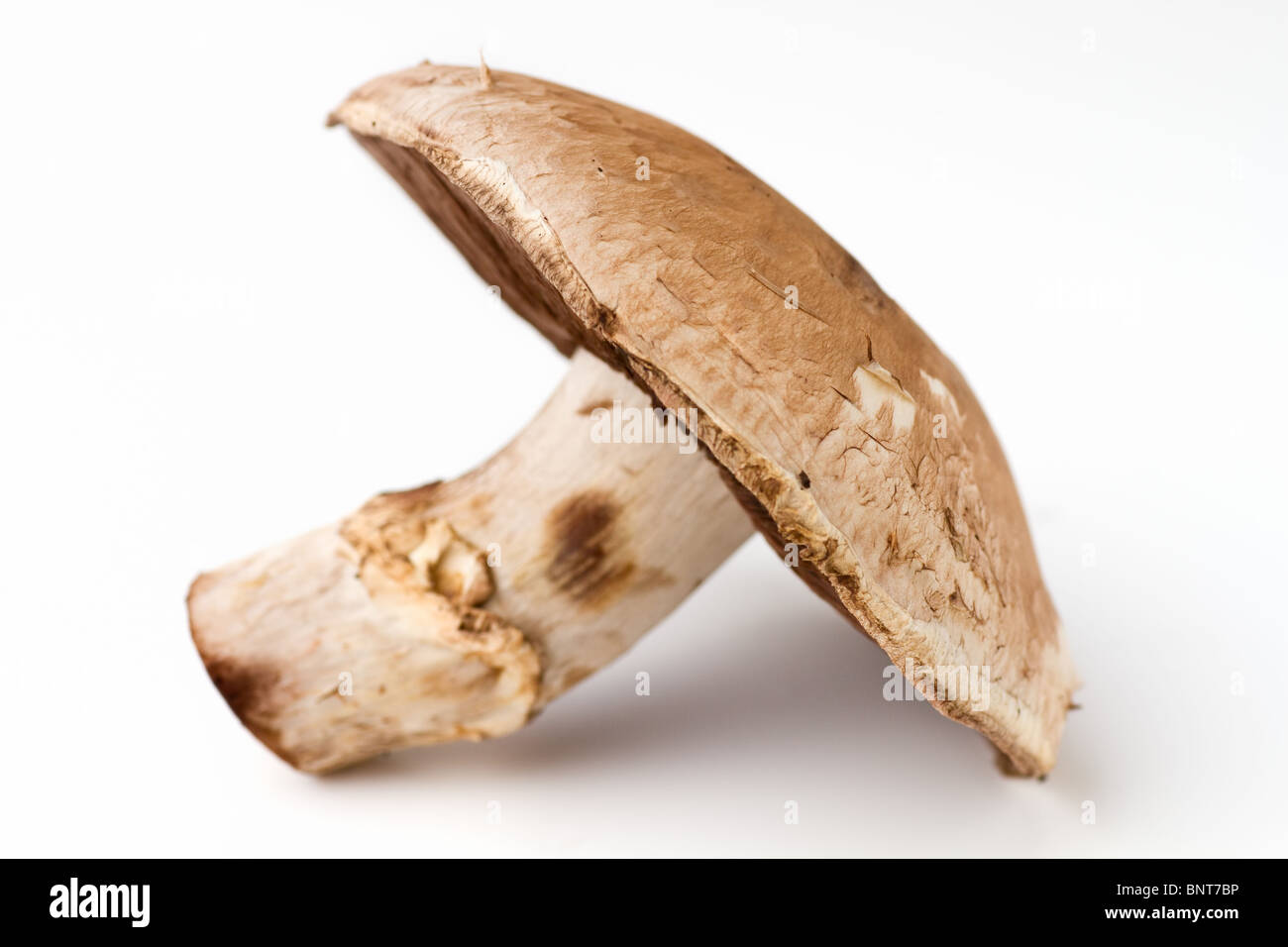 Field Mushroom whole Stock Photo Alamy
