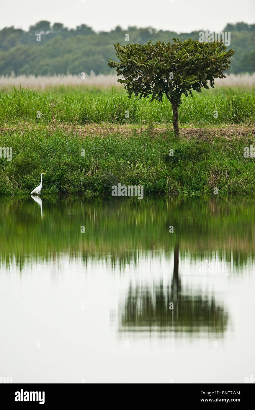 Great egret, Casmerodius albus, in a pond near Aguadulce in the Cocle province, Republic of Panama. Stock Photo
