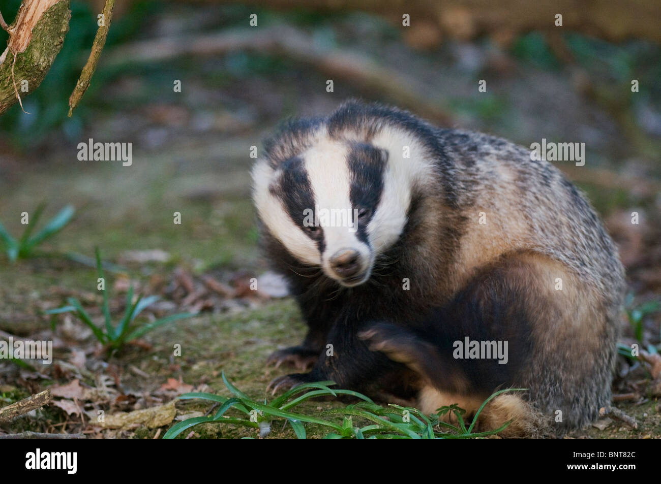 Eurasian badger (Meles meles), scratching, Kent, England, spring. Stock Photo