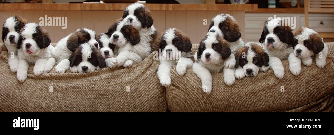 St Bernard puppies a record litter of 13 puppies born near Eastbourne