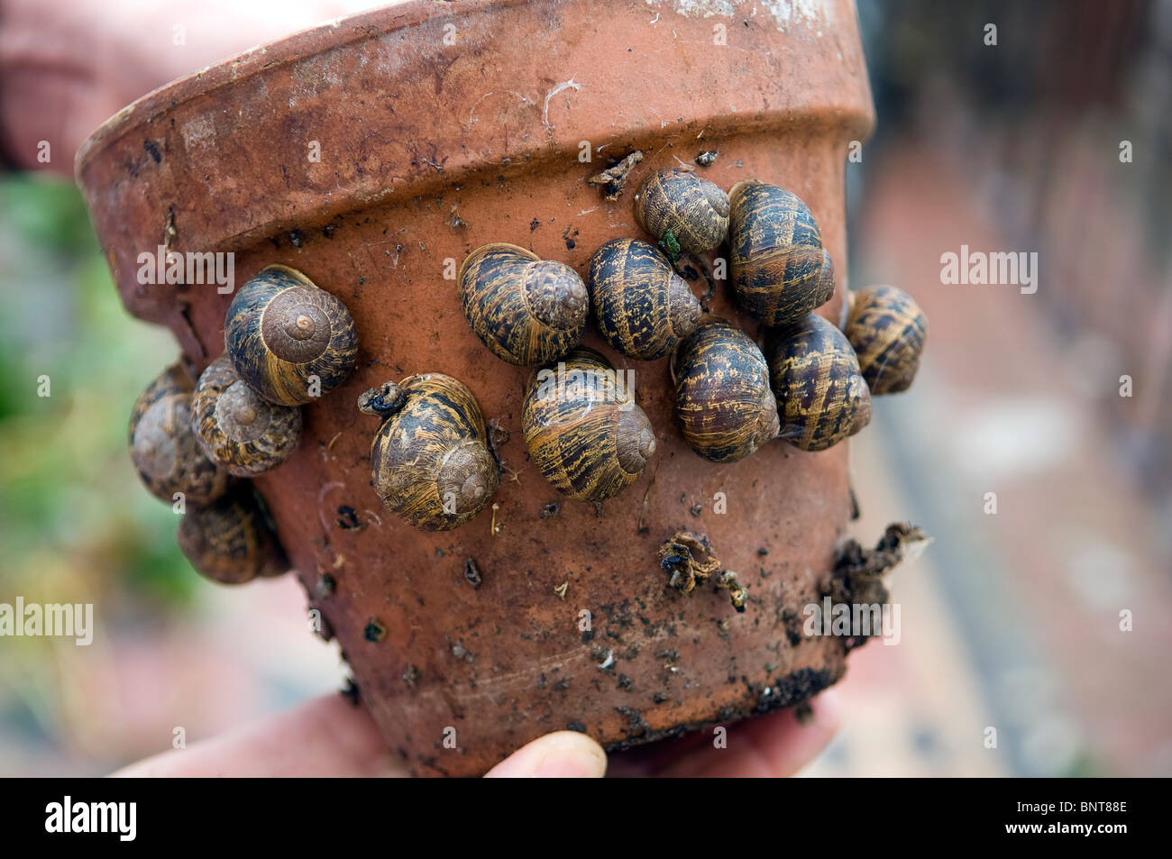 Clay plant pot covered in garden snails Stock Photo Alamy