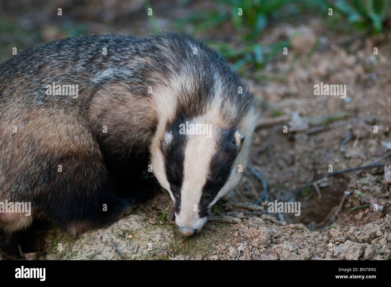 Eurasian badger (Meles meles), foraging, Kent, England, spring. Stock Photo
