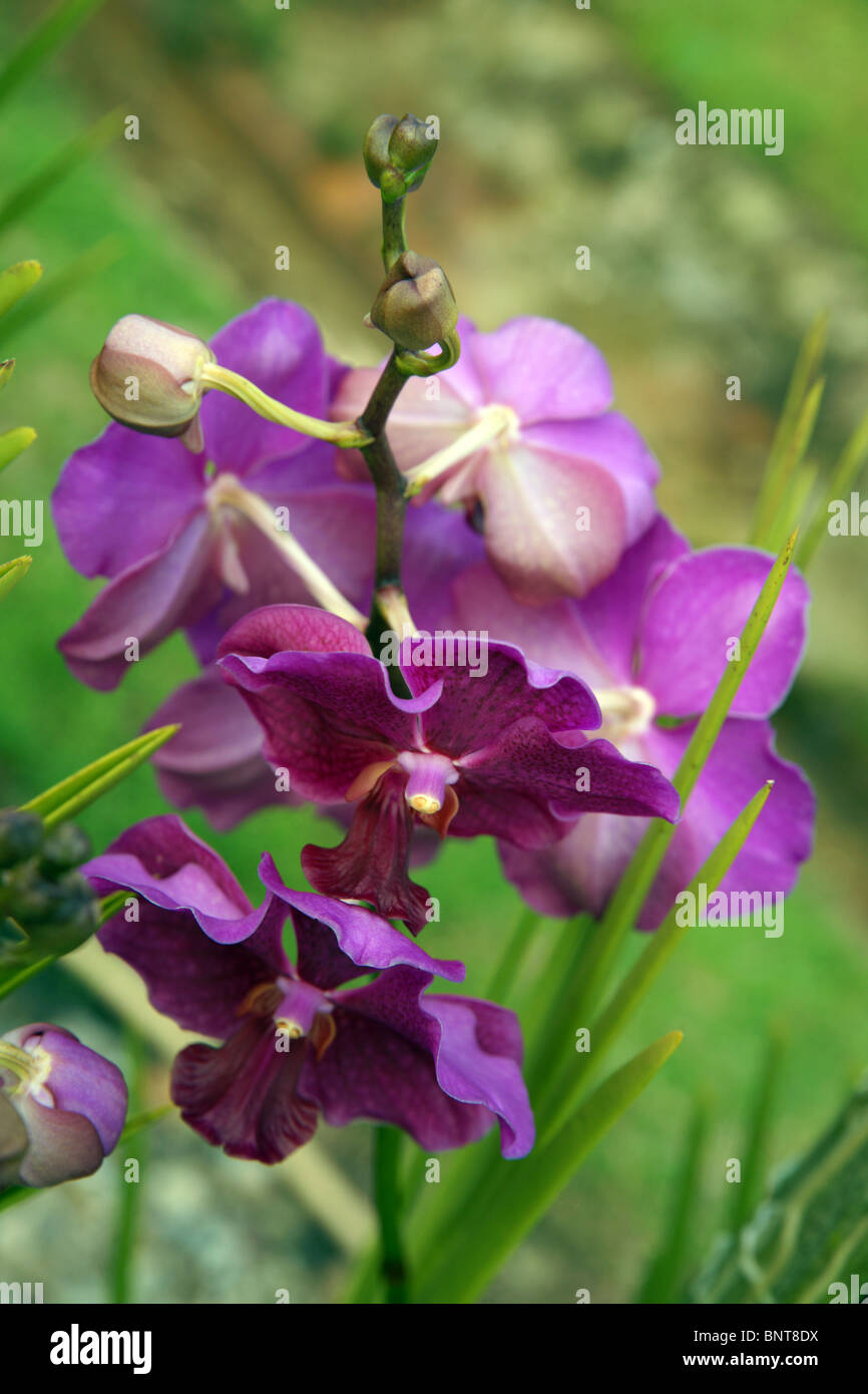 Orchids of high-mountainous Borneo. Exotic natural flowers of Borneo. Colours of a life to Borneo. Stock Photo