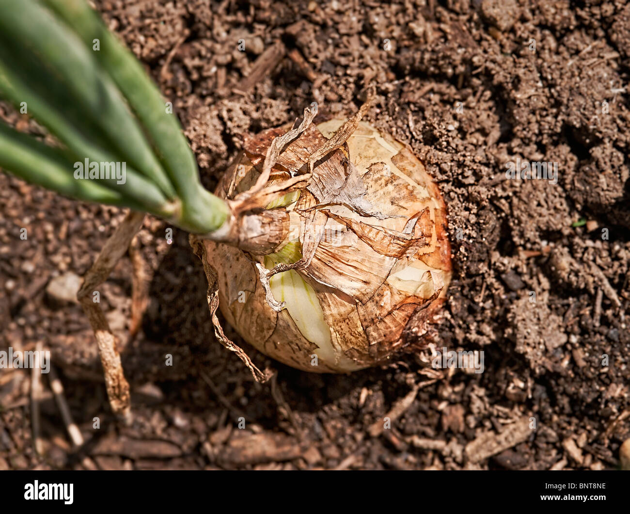 Onion ready for harvest Stock Photo Alamy
