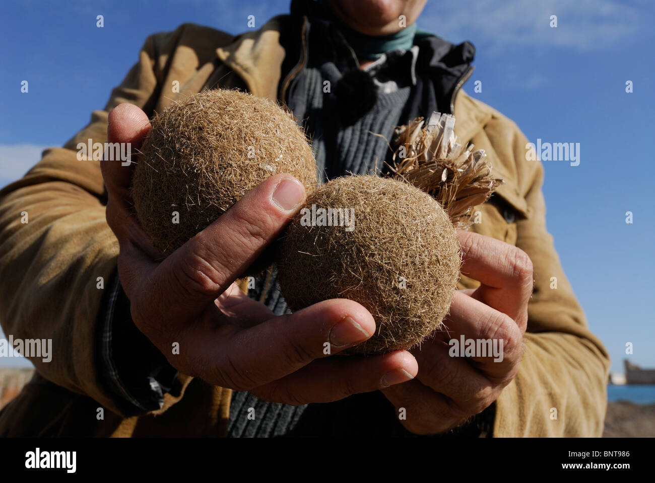Vendicari. Sicily. Italy. Balls of fibrous material known as egagropili (egagrofile - Italian) formed from the foliage of the seagrass species Posidon Stock Photo
