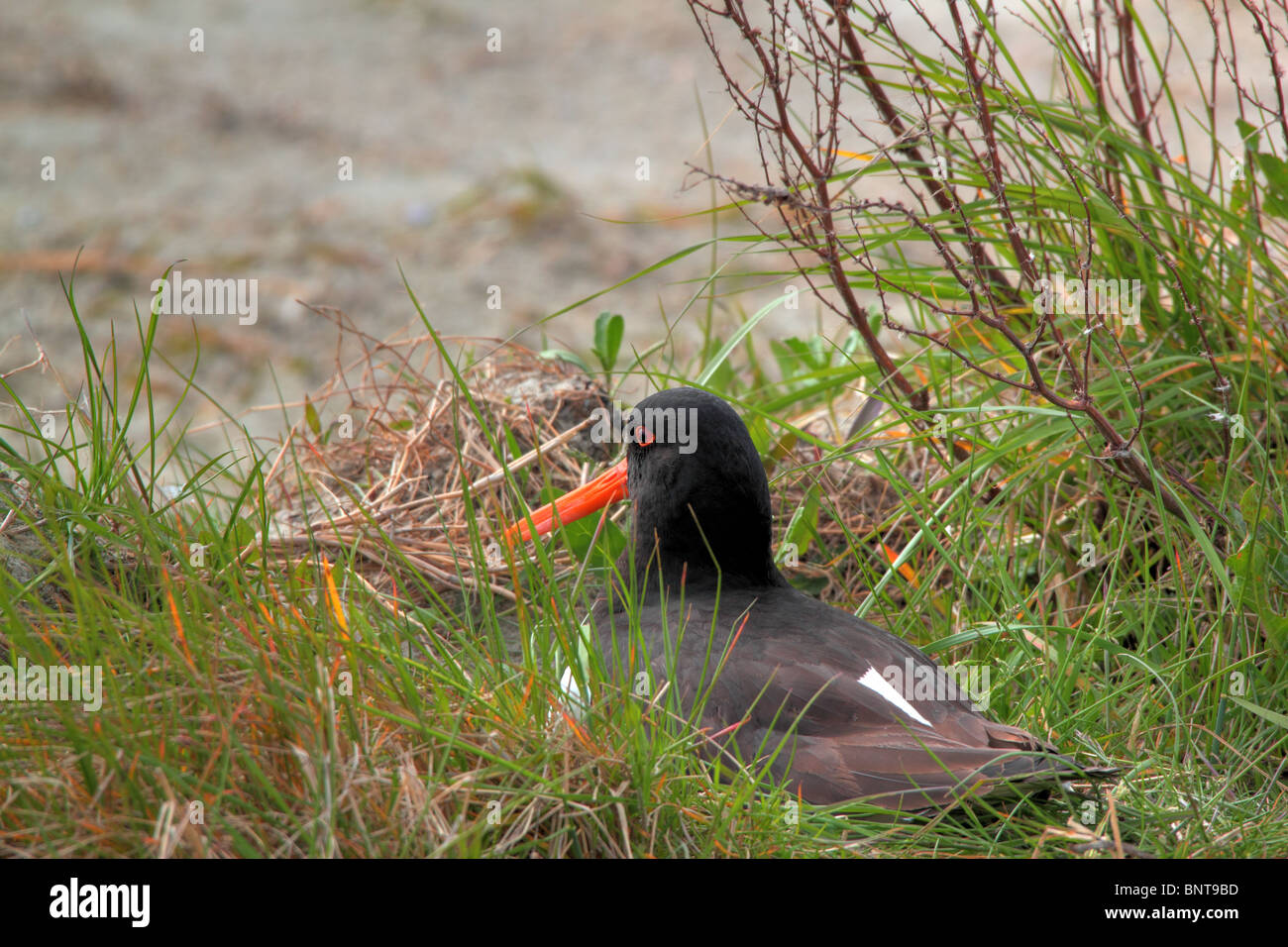 breeding oystercatcher on nest Stock Photo Alamy