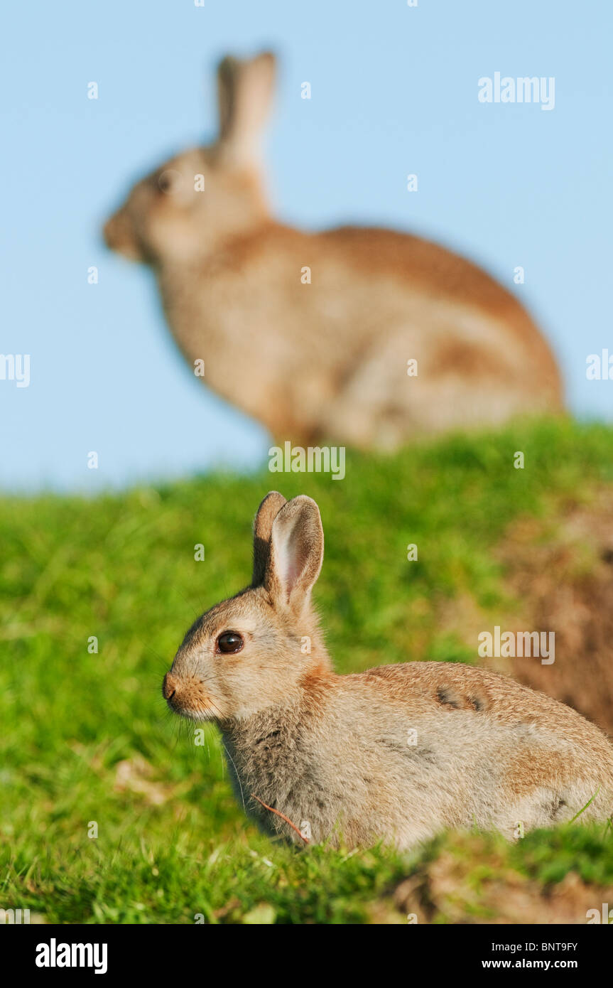 European Rabbit (Oryctolagus cuniculus), Kent, England, summer Stock ...