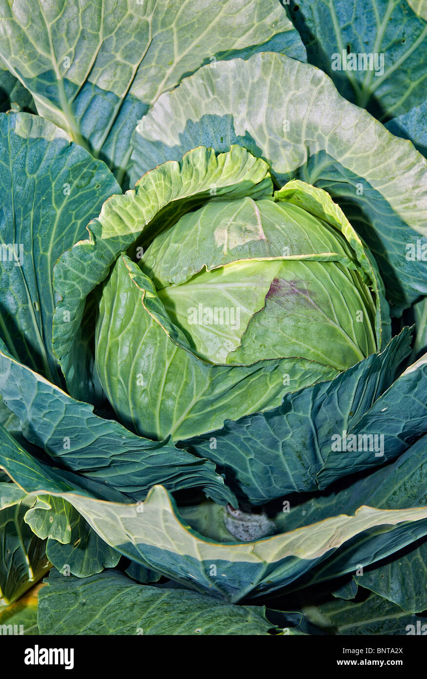 Cabbage ready for harvesting Stock Photo Alamy