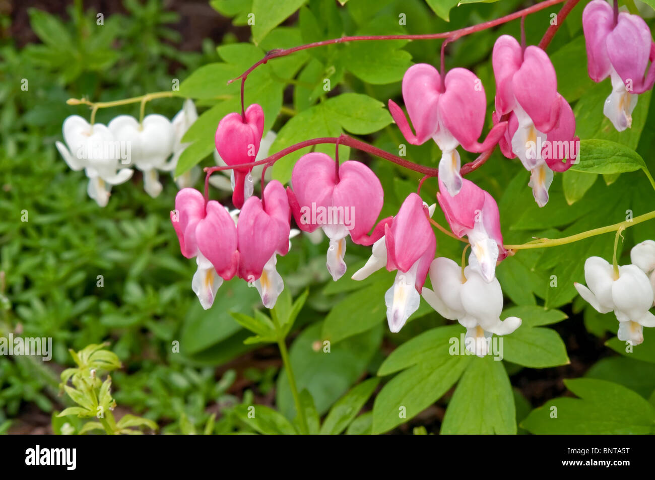 This macro image is of Dicentra spectabilis plants, otherwise known as the perennial bleeding heart flowers. Stock Photo