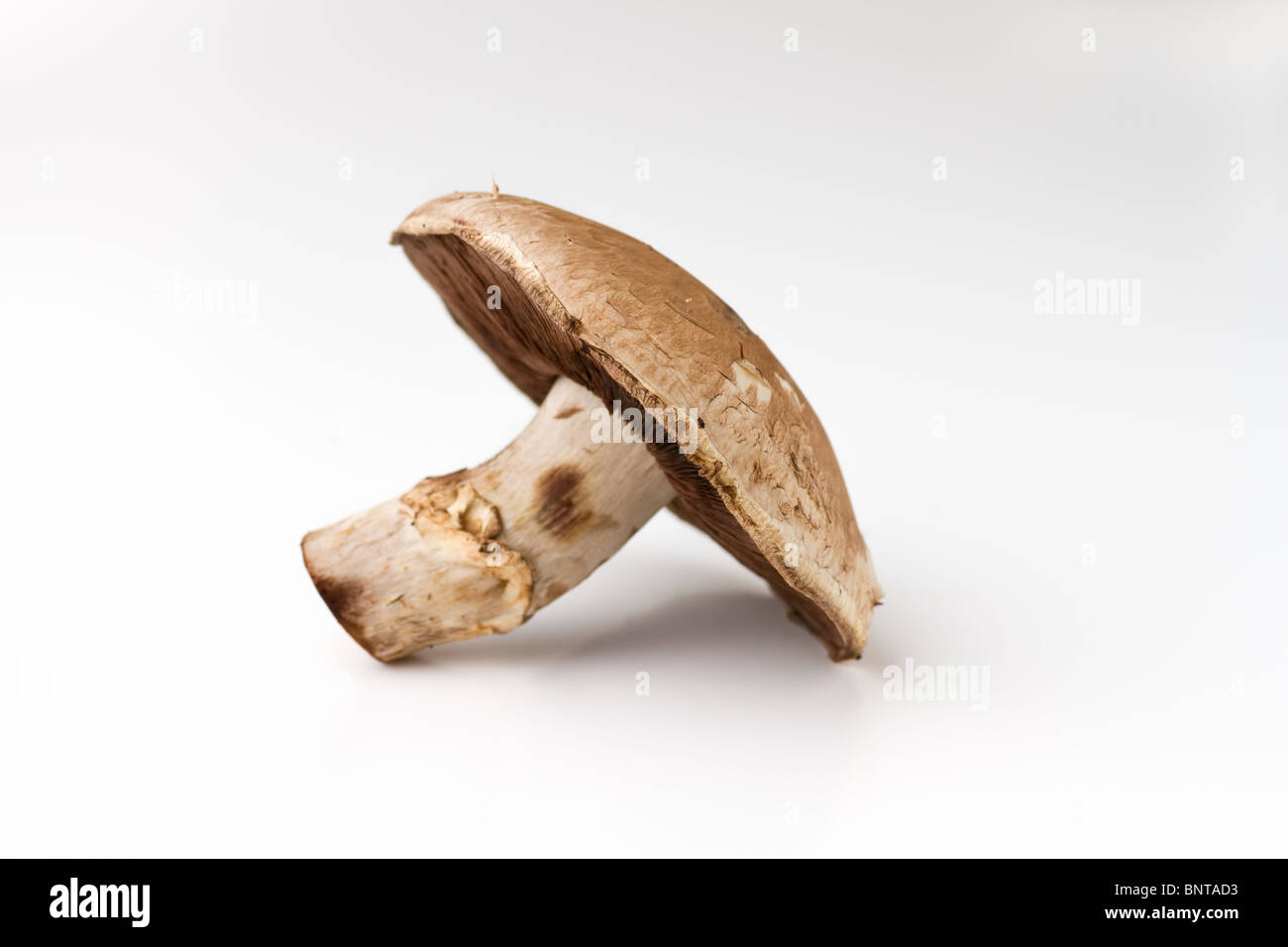 Field mushroom hi-res stock photography and images - Alamy
