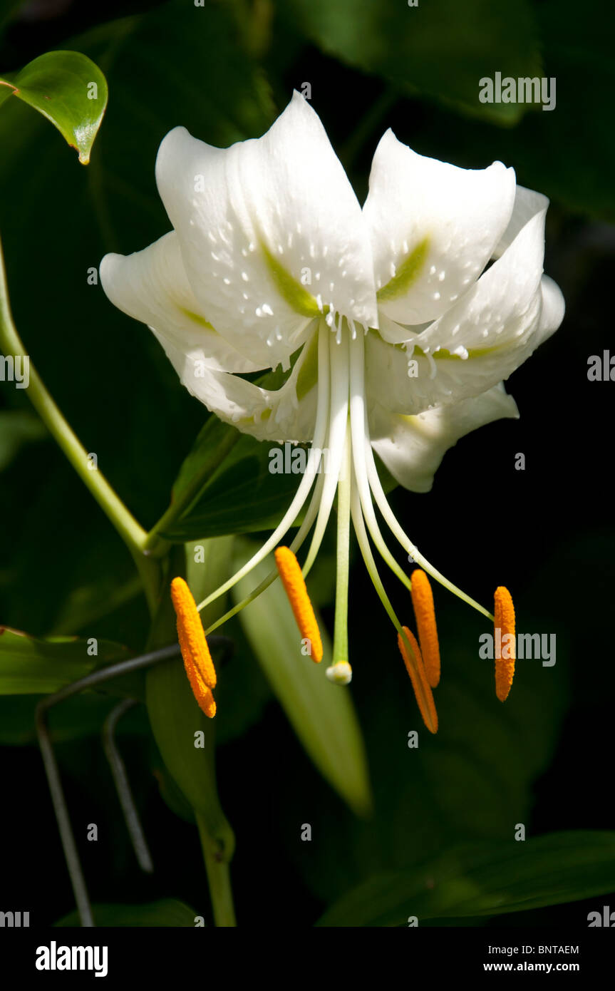 White hybrid lily. Stock Photo
