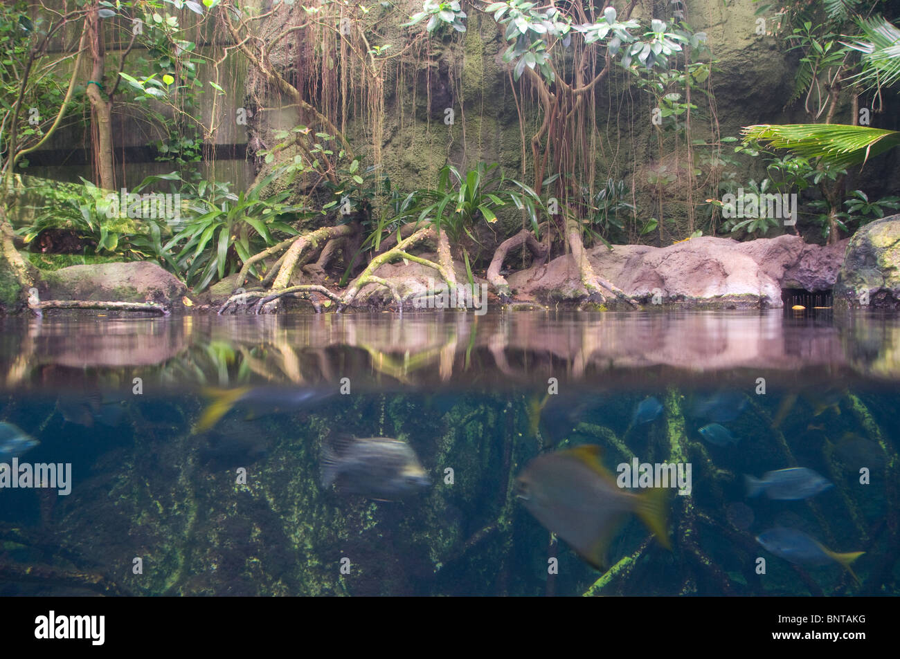 Zoological Garden Aquarium Stock Photos Zoological Garden