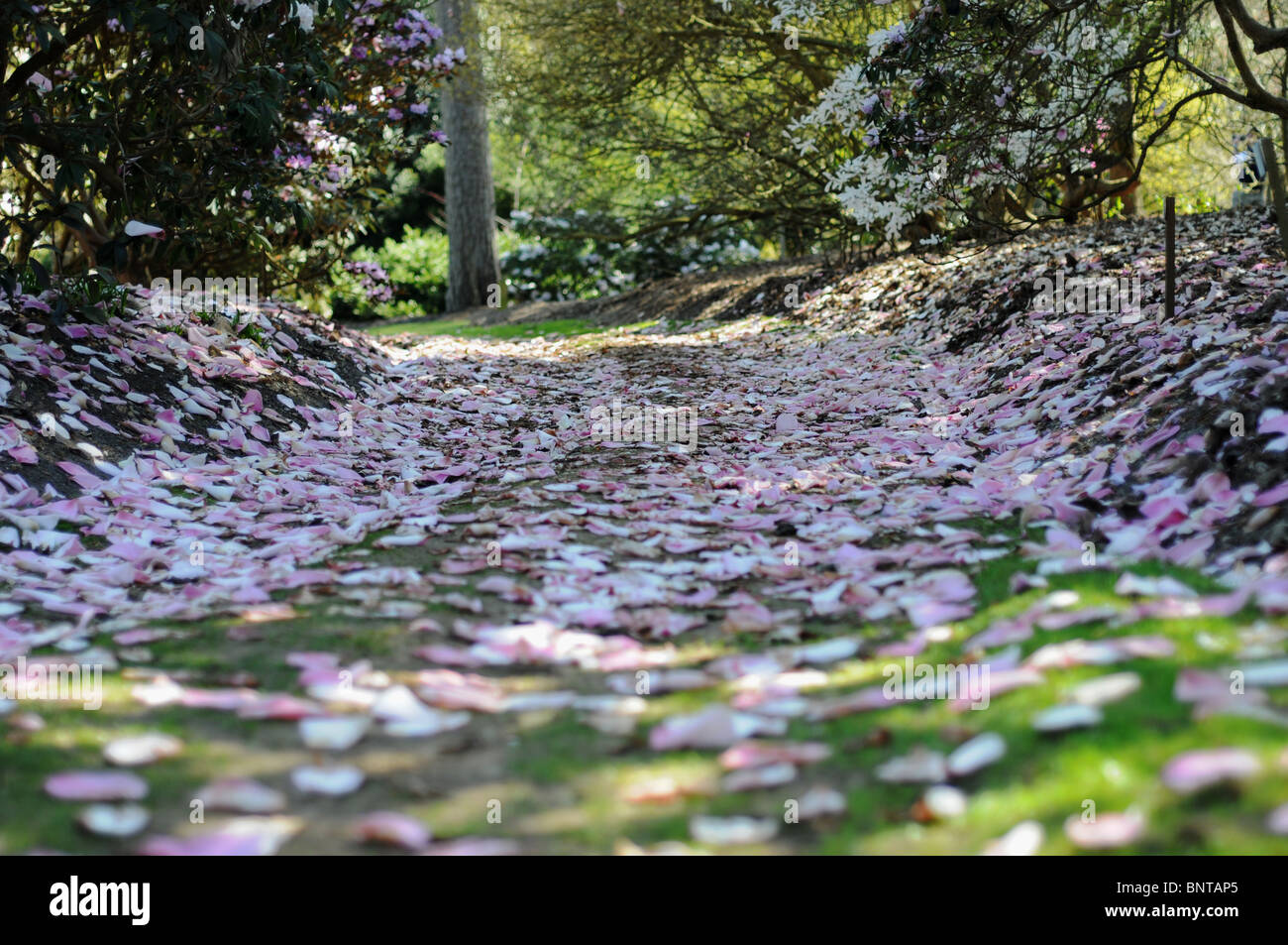 Fallen flowers hi-res stock photography and images - Alamy