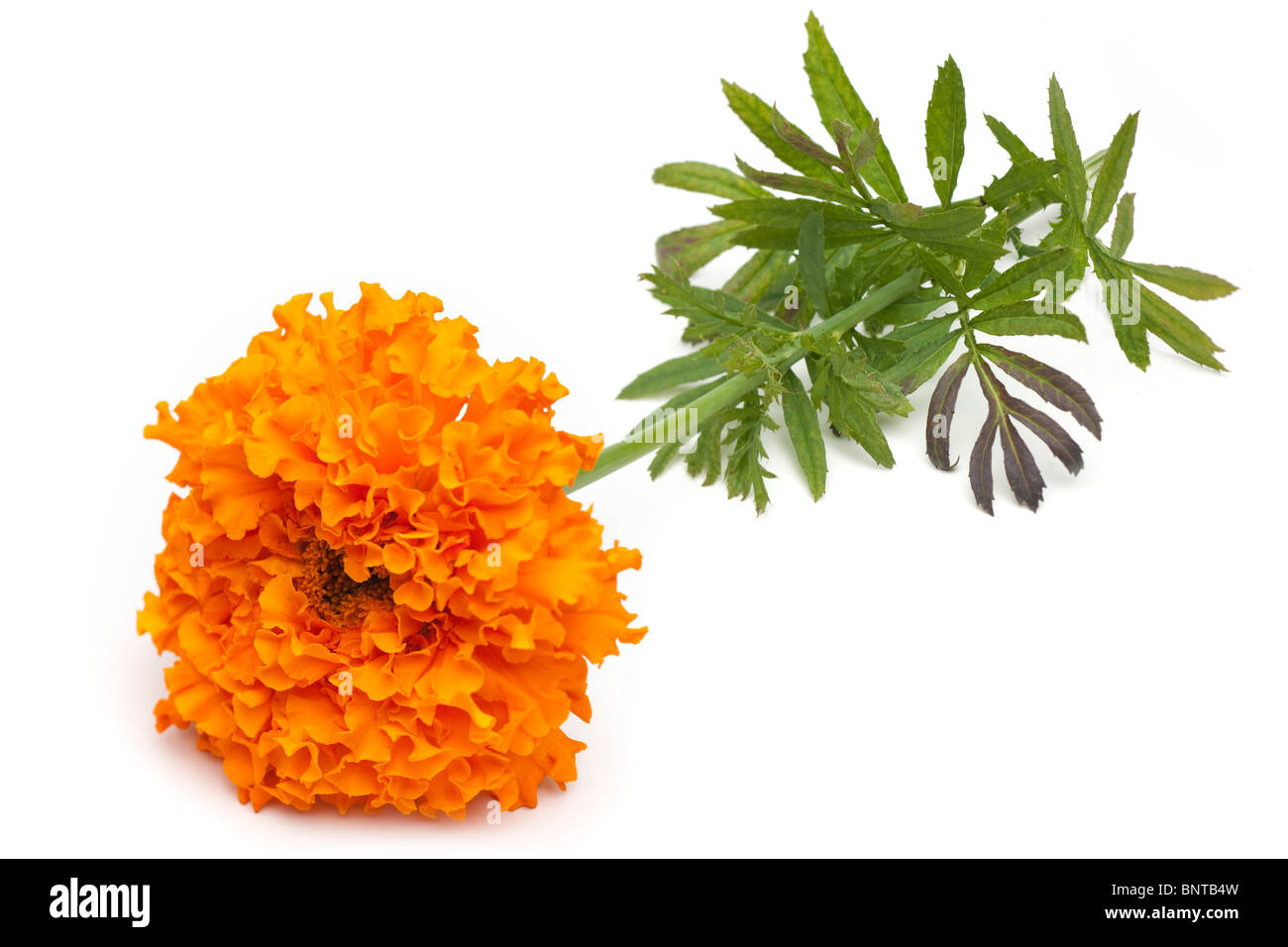 African marigold flower stem and leaves Stock Photo