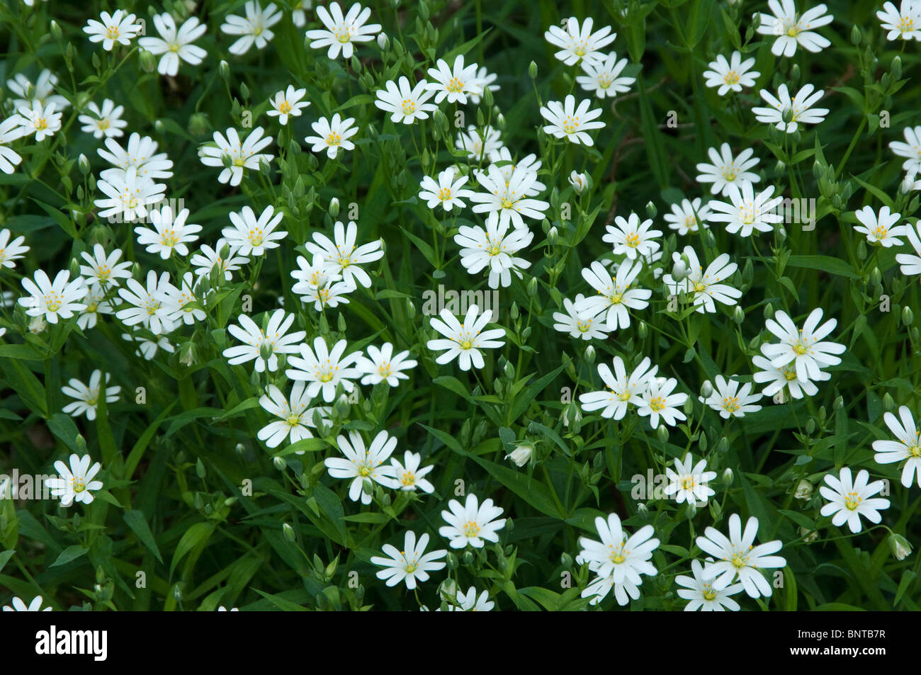 Plant green flower hi-res stock photography and images - Alamy