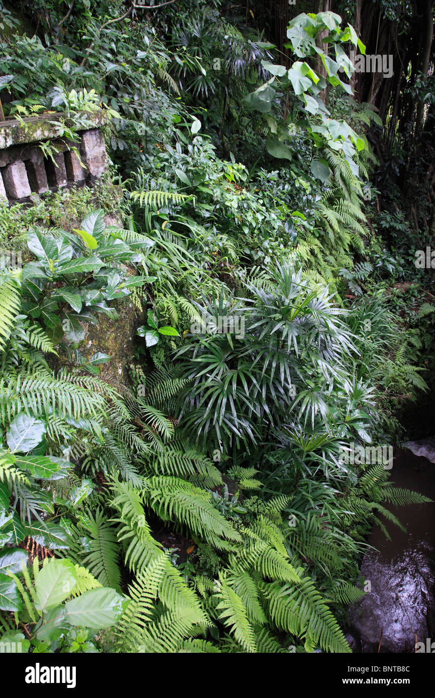 Indonesia, Bali, Ubud, lush tropical vegetation, Stock Photo