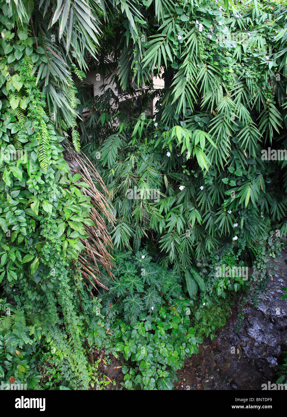 Indonesia, Bali, Ubud, lush tropical vegetation, Stock Photo