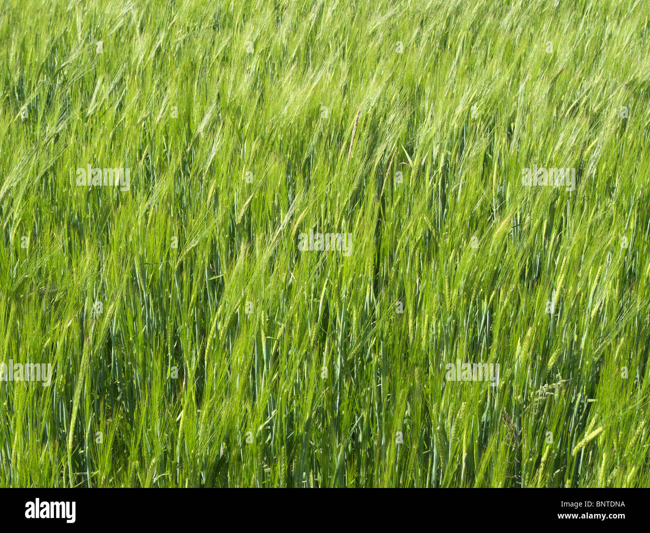Cereal crop growing uk hires stock photography and images Alamy