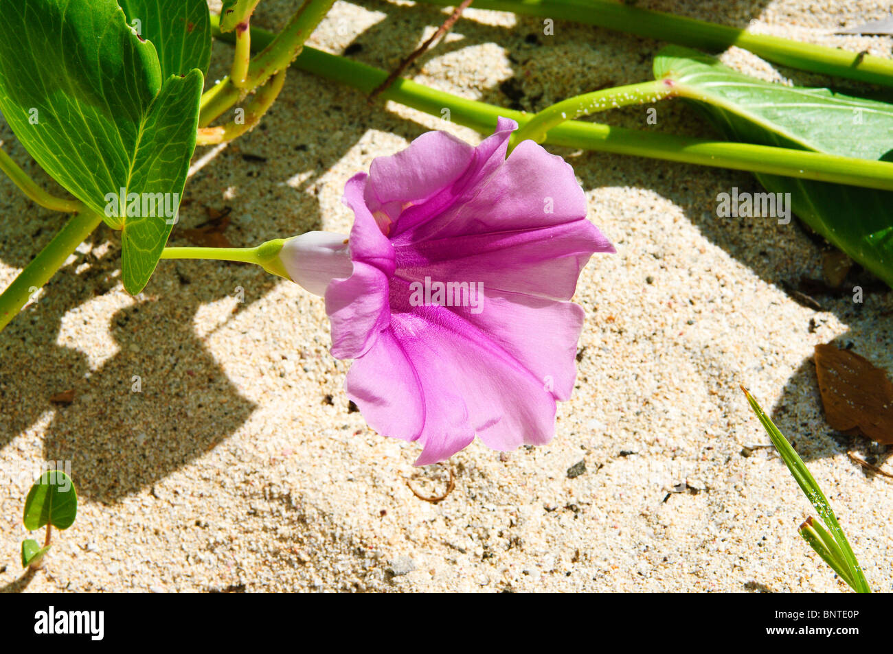 Morning Glory flower Grenada, Windward Islands, Caribbean. Stock Photo