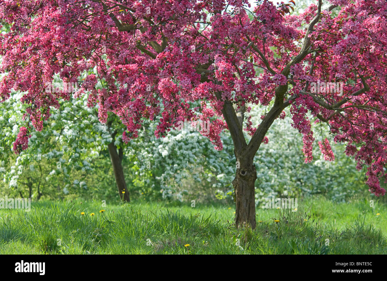 Purple-leaved Crab Apple (Malus x moerlandsii Liset). Flowering trees at RHS Garden at Wisley, England. Stock Photo