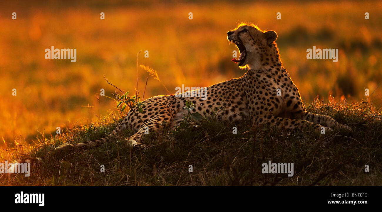 Cheetah (Acinonyx jubatus) yawning at Sunset, Masai Mara, Kenya Stock Photo