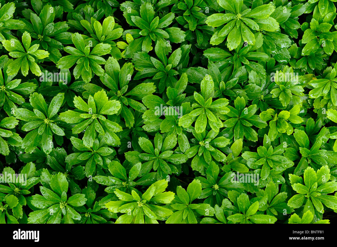 Fresh Pachysandra evergreen groundcover after a rainfall green background Stock Photo