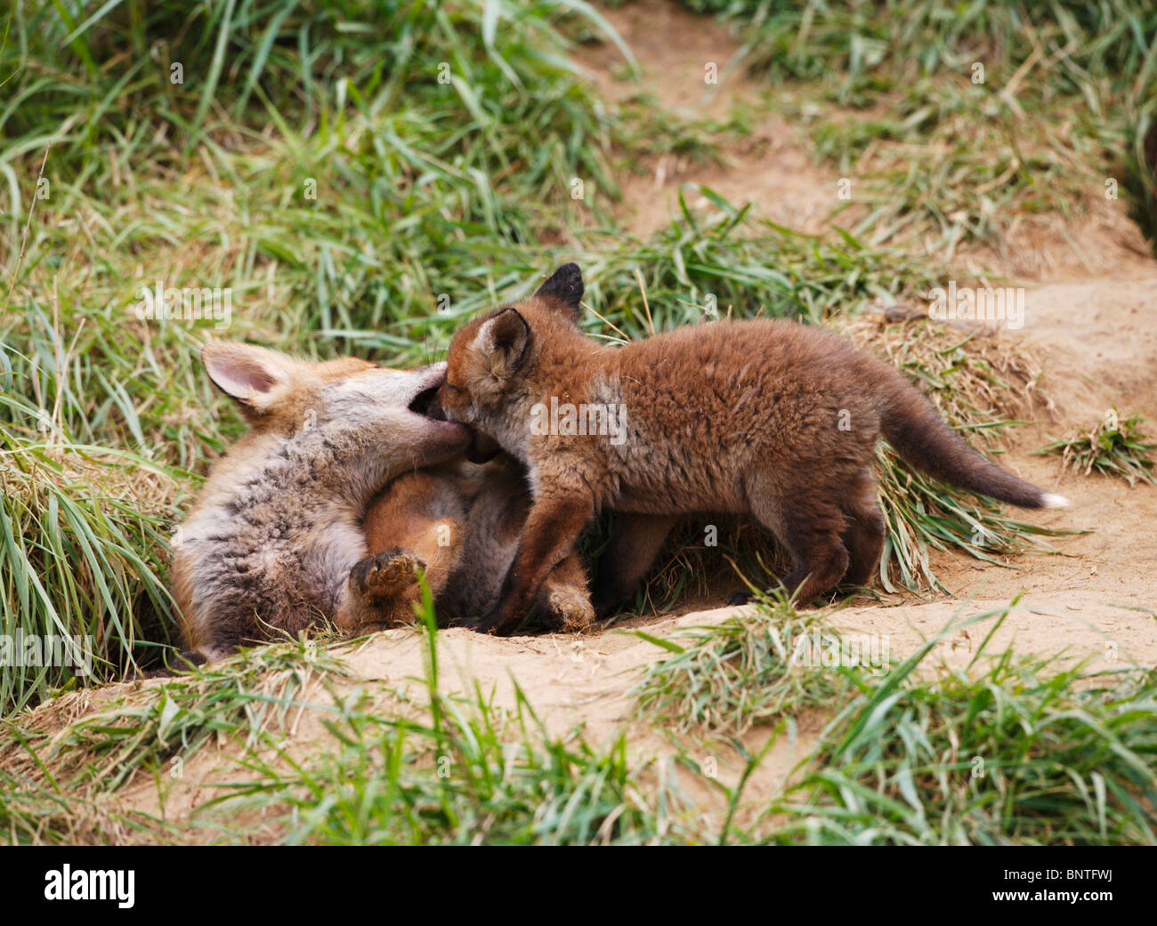 Red fox (Vulpes vulpes) cubs playing at entrance to earth Stock Photo