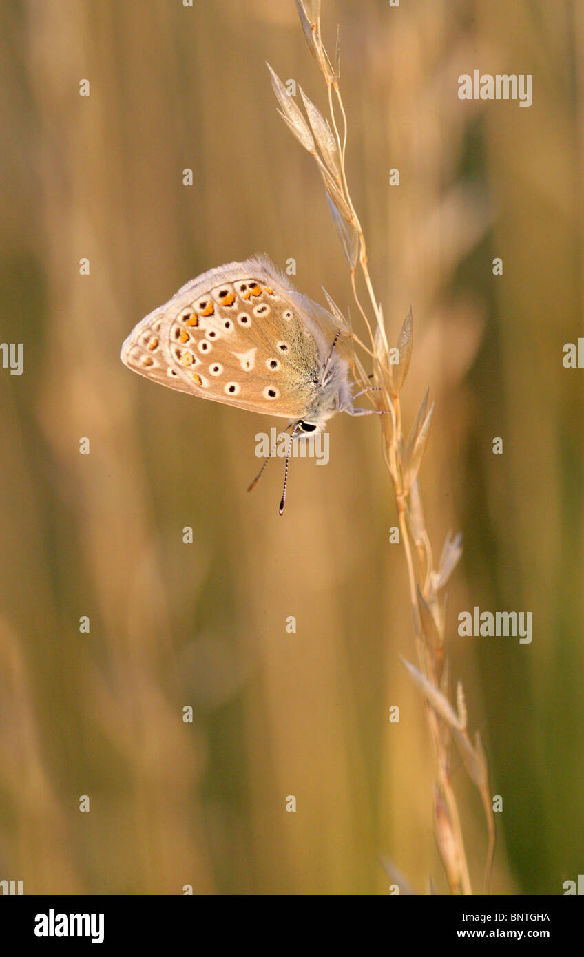 Common Blue Butterfly, Polyommatus icarus, Lycaenidae on a Grass Seed Head Stock Photo