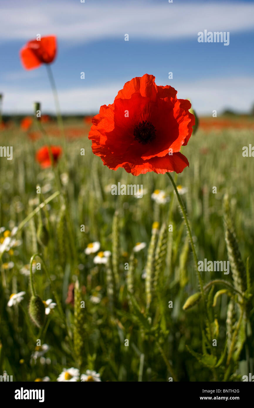 Unusual poppy colour hi-res stock photography and images - Alamy