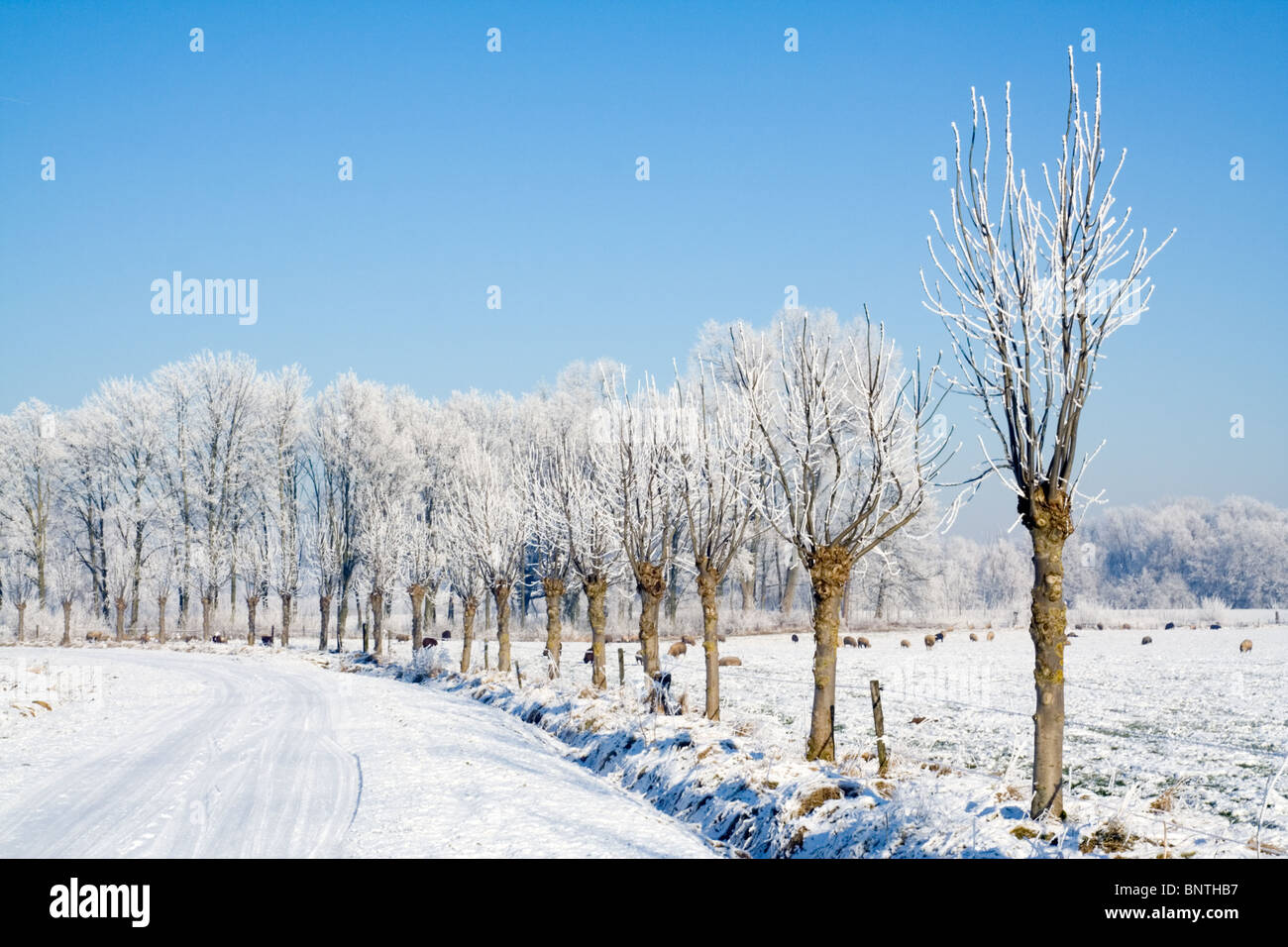 Snow covered path during winter in Holland Stock Photo