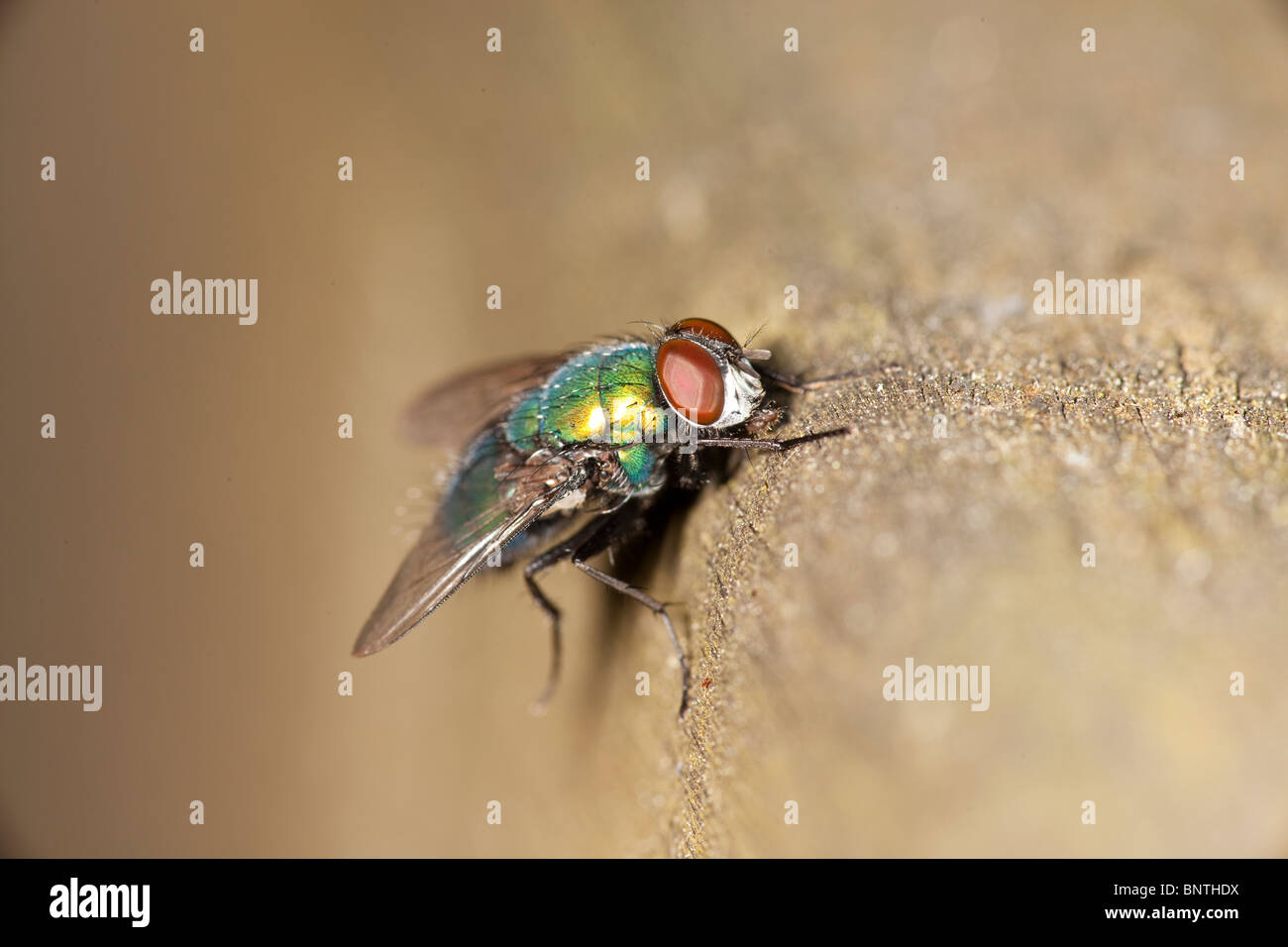 Cloce up of a blowfly Stock Photo