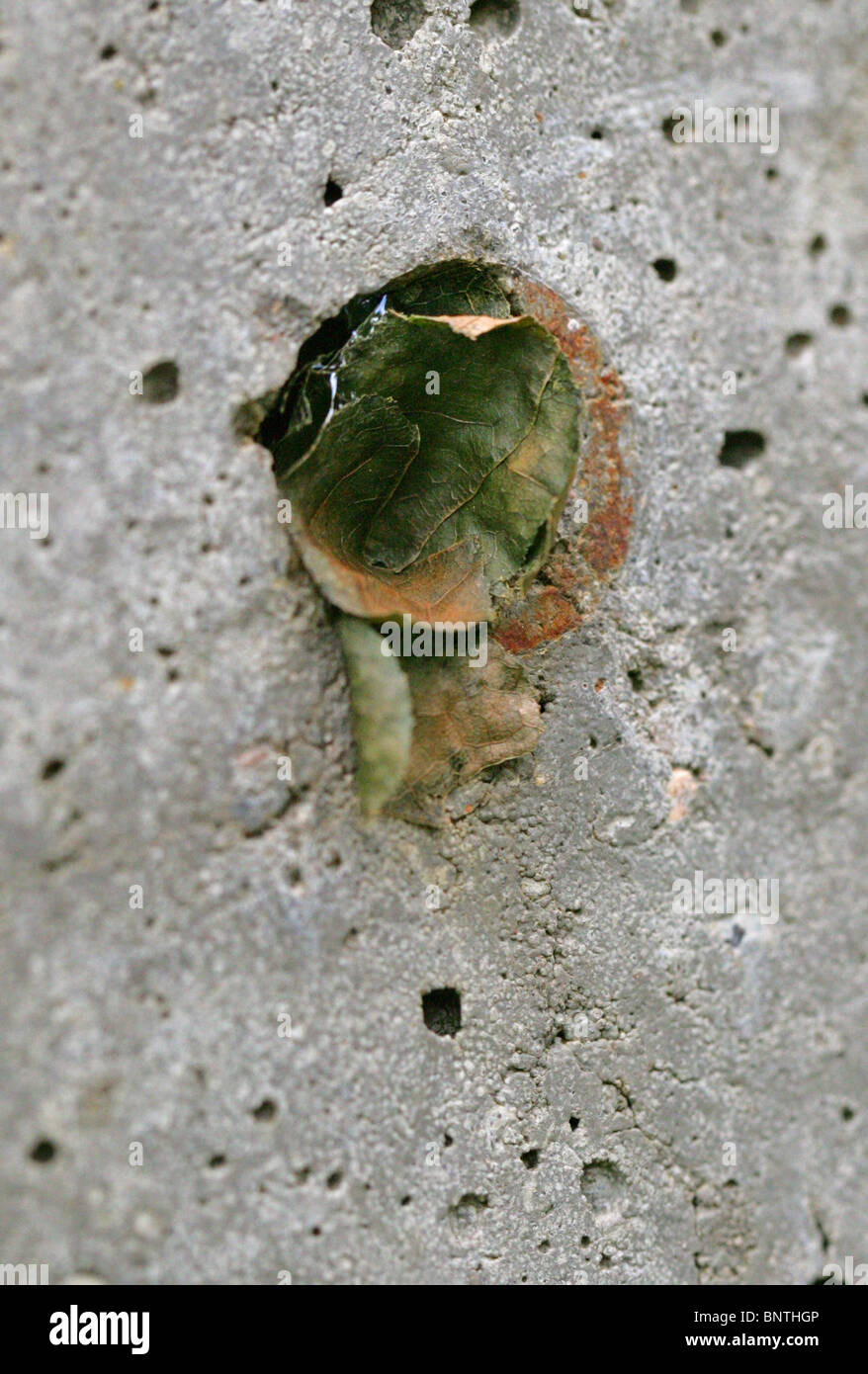 Leaf Cutter Bee Nest in a Hole in a Stone Fence Post. Stock Photo