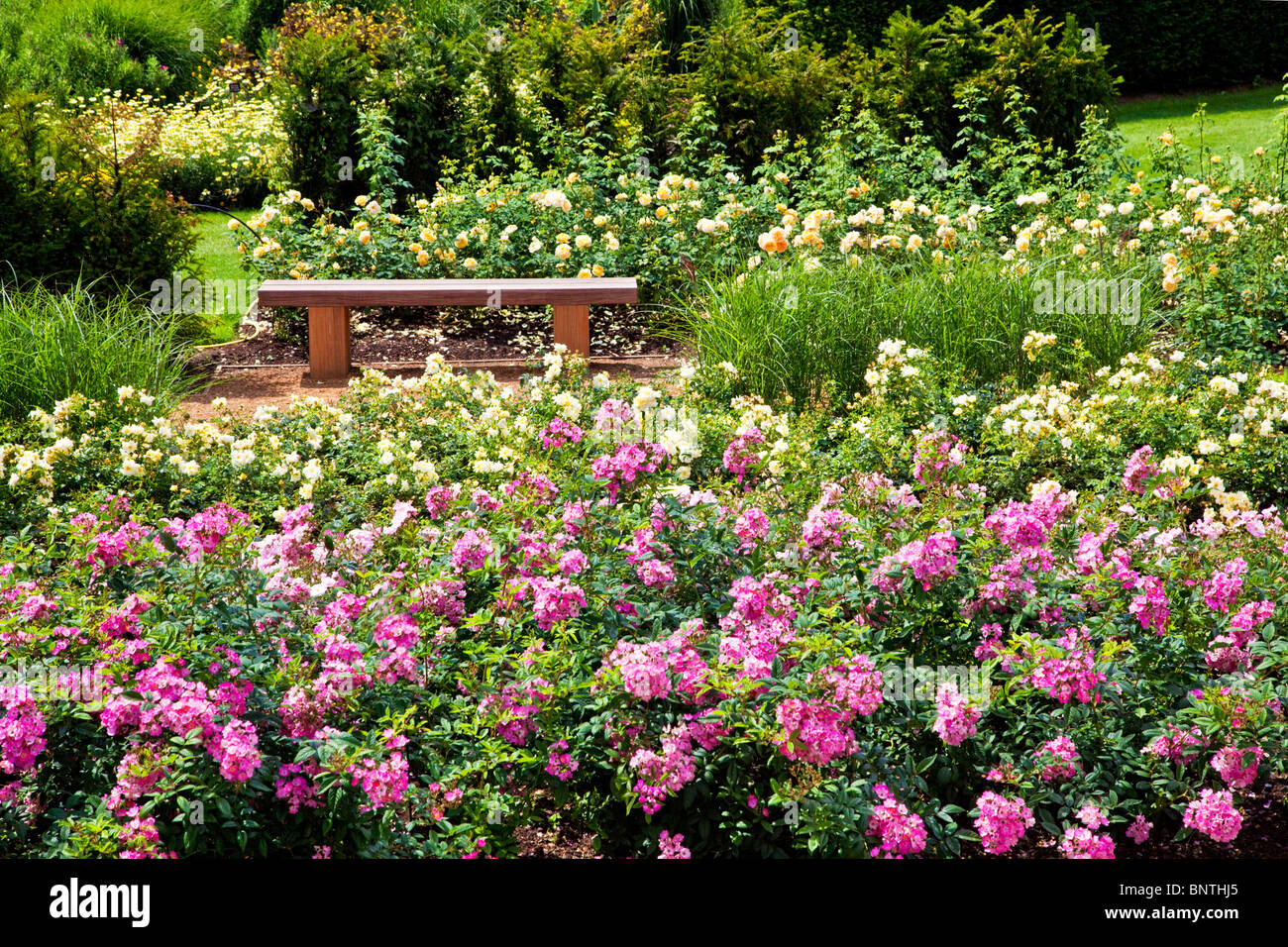 A wooden garden seat or bench in an English summer rose garden. Rosa 'Ballerina' in foreground. Stock Photo