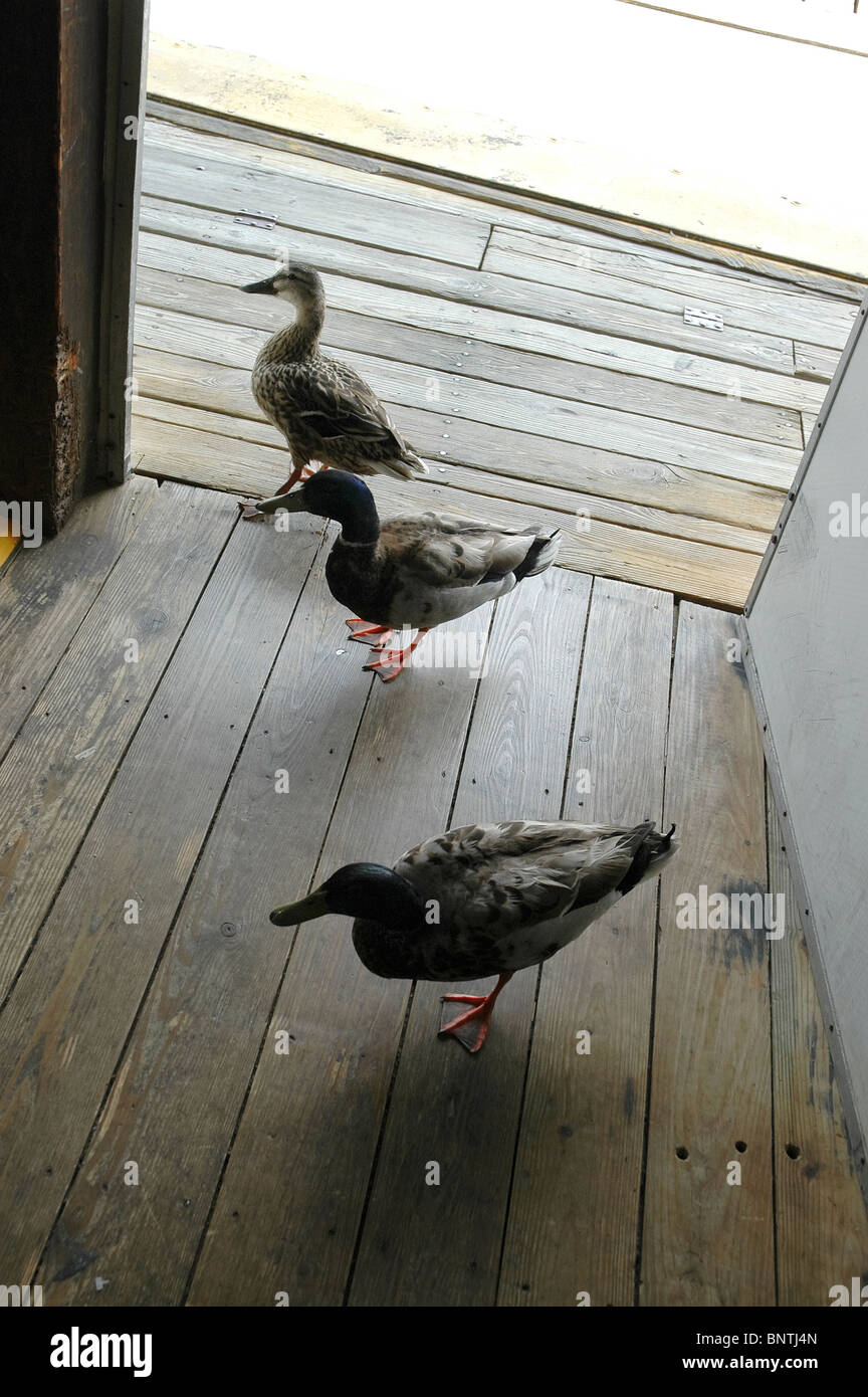 Grider hires stock photography and images Alamy