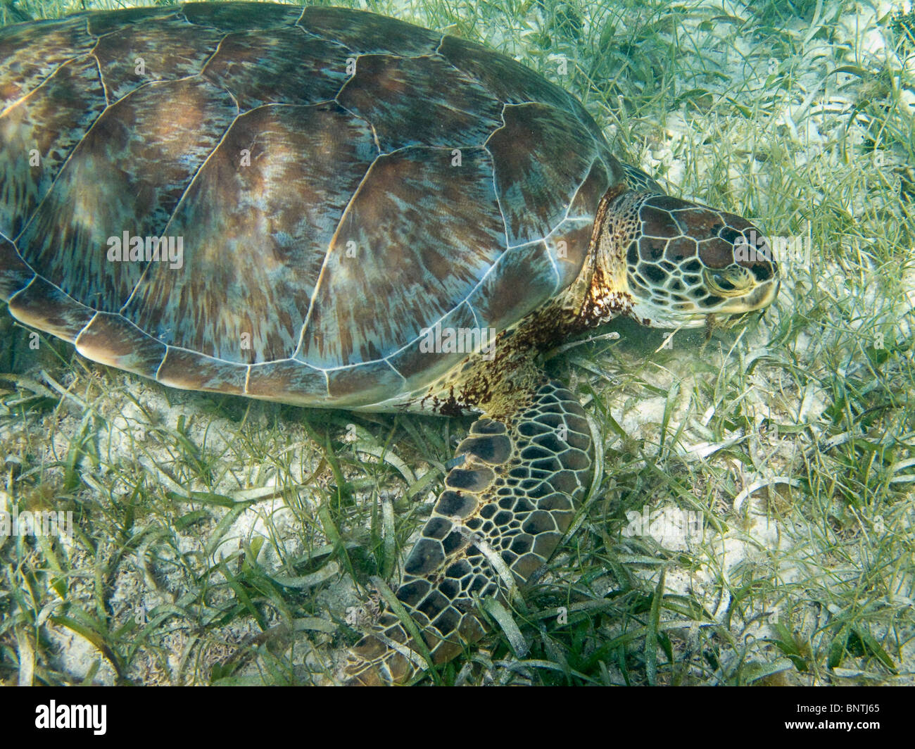 Hawksbill turtle feeds on grass in shallow water of Akumal Bay along the Yucatan Peninsula of Mexico Stock Photo