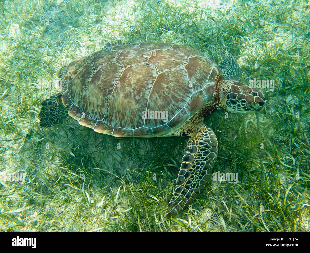 Hawksbill turtle feeds on grass in shallow water of Akumal Bay along the Yucatan Peninsula of Mexico Stock Photo