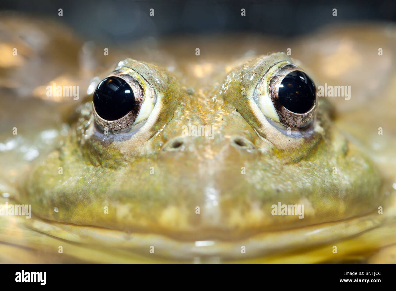 macro portrait of large tropical frog, malaysia Stock Photo
