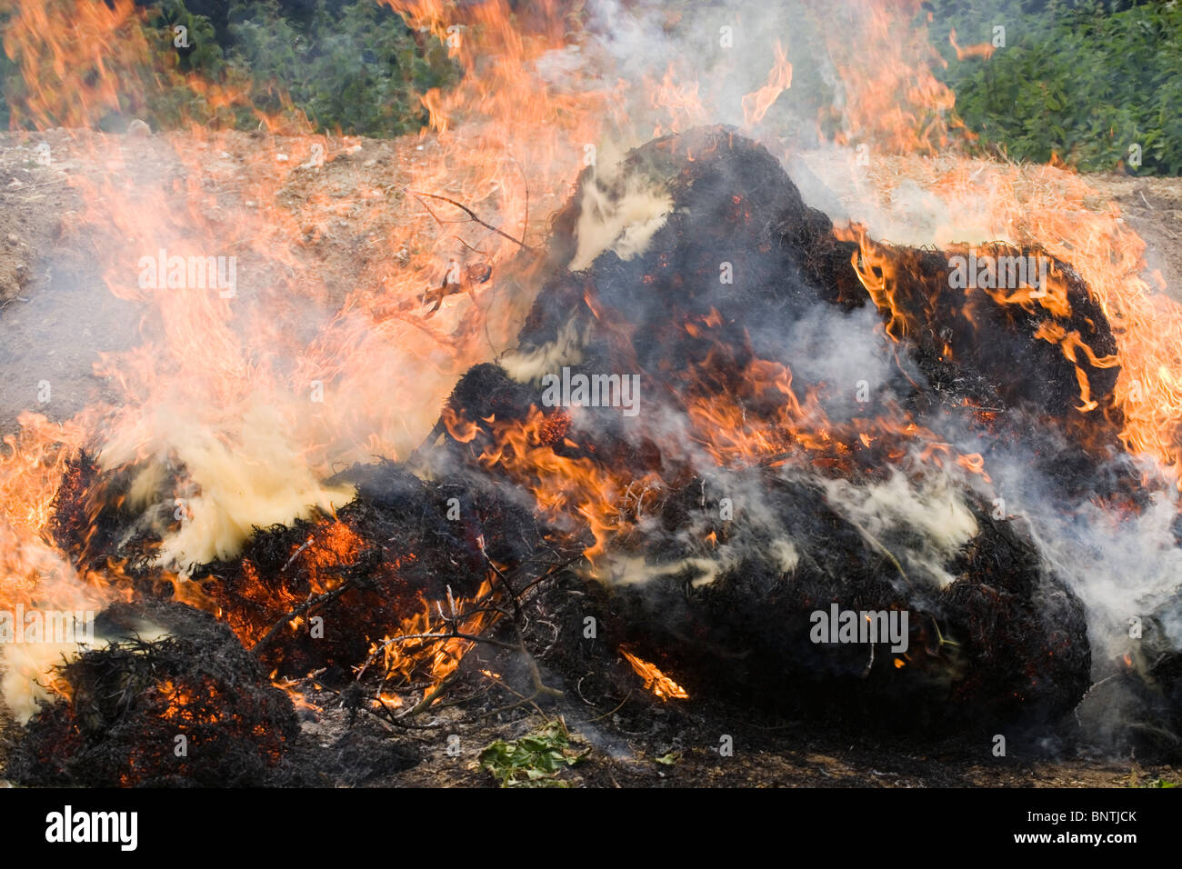 Bonfire alight. Flames; smoke. Stock Photo