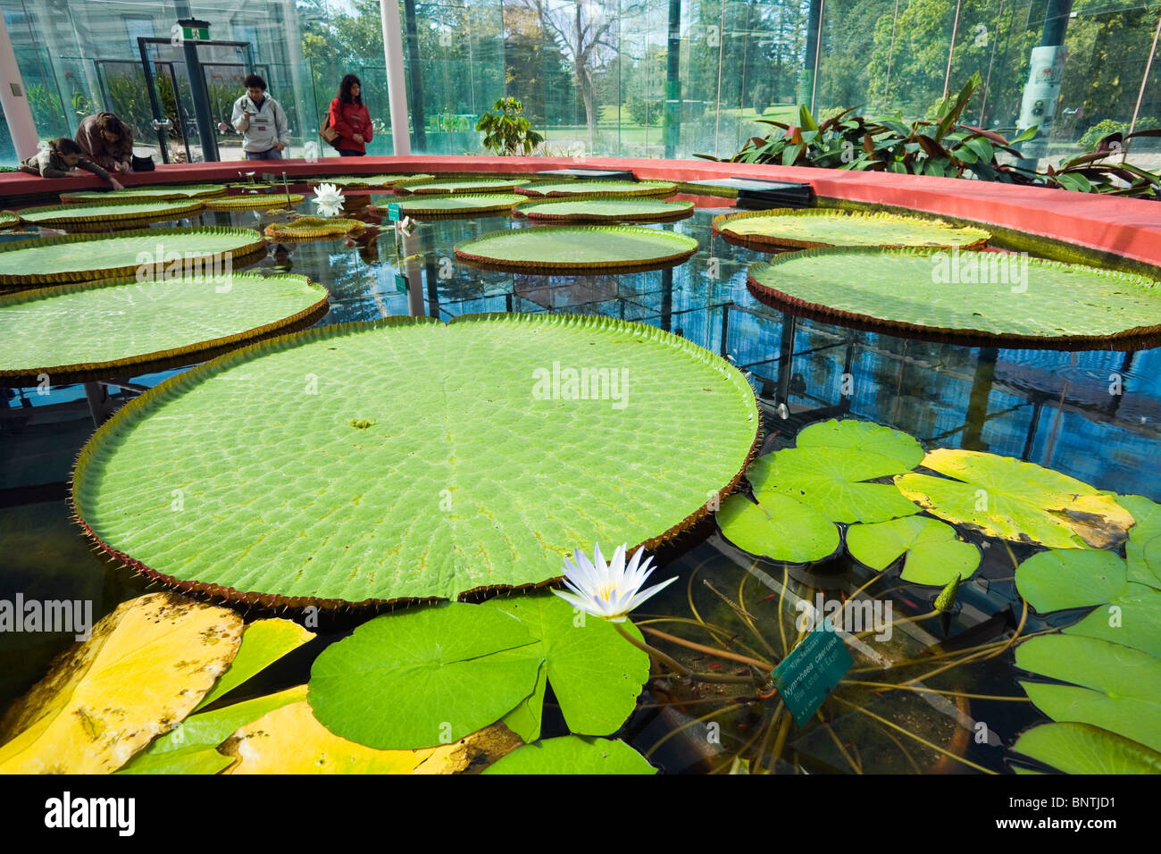 Giant lily pads in the Amazon Waterlily Pavillion - part of the Royal Botanic Gardens, Adelaide, South Australia, AUSTRALIA. Stock Photo