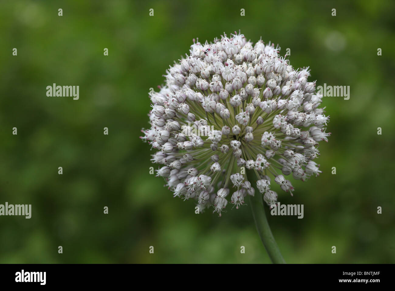Garlic Flower Head in bloom Stock Photo Alamy