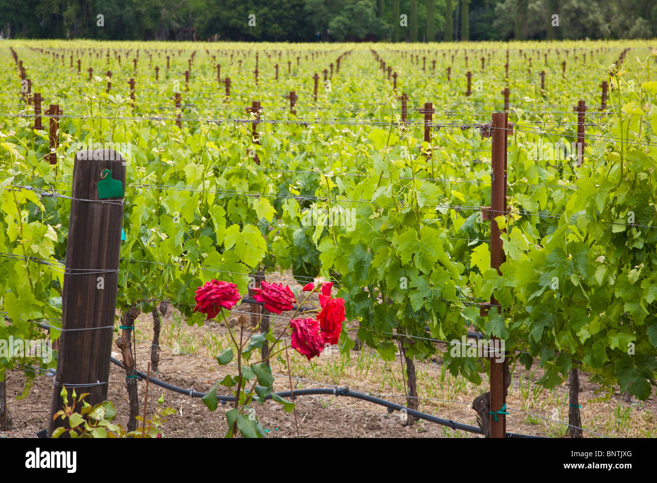 Spring grape vineyards in Napa Valley California Stock Photo