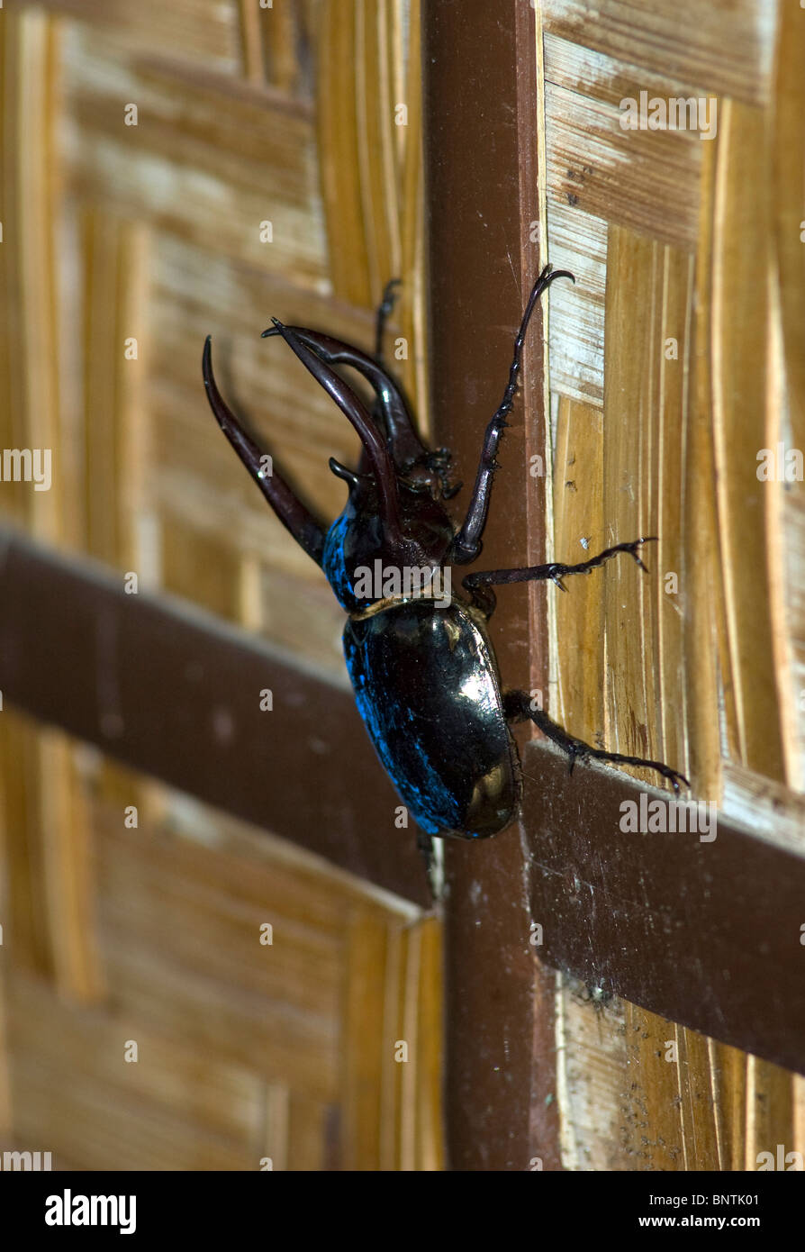 Giant Blue Stag Beetle, Mindanao, Philippines. Stock Photo