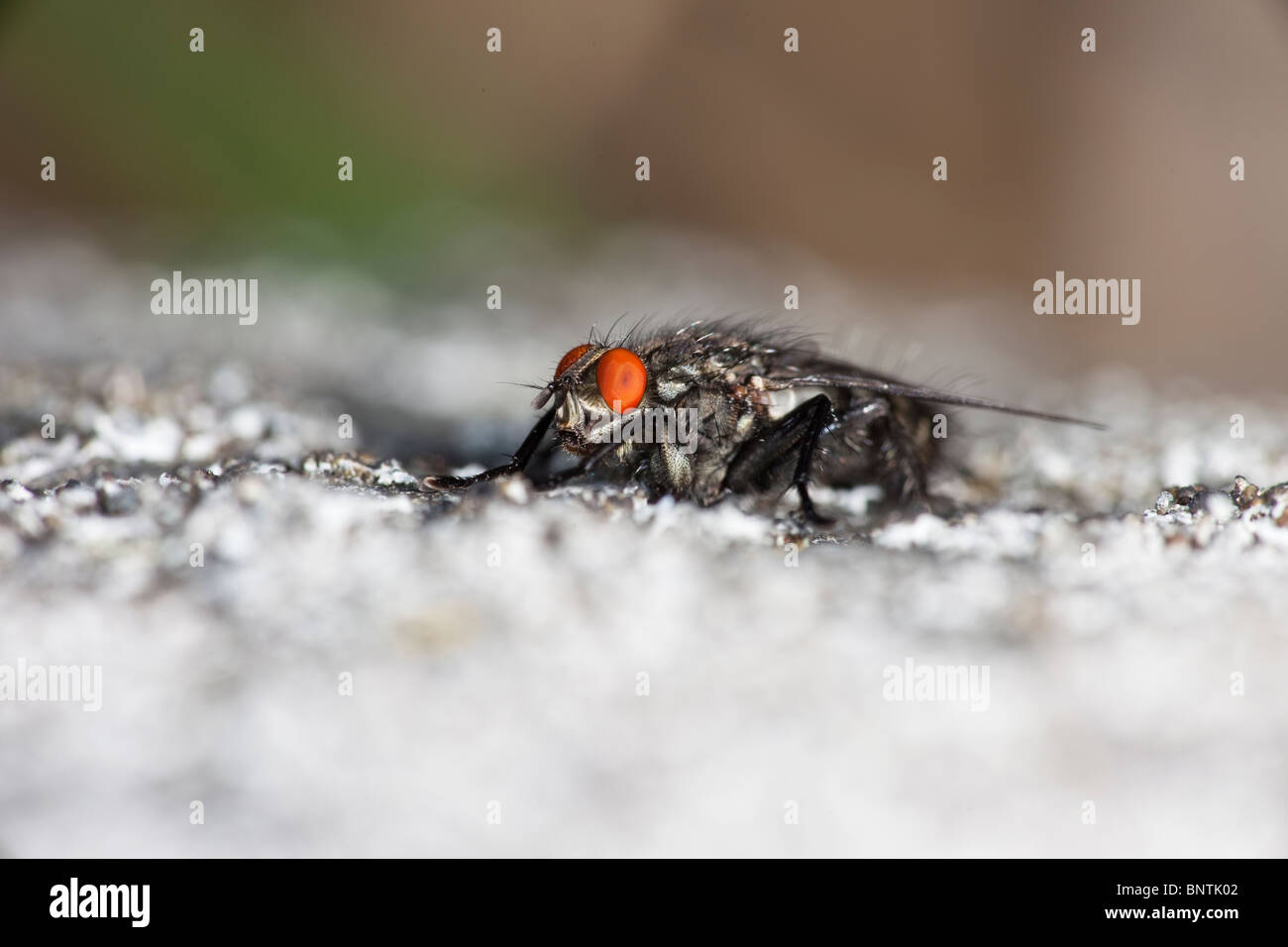 Cloce up of a blowfly Stock Photo