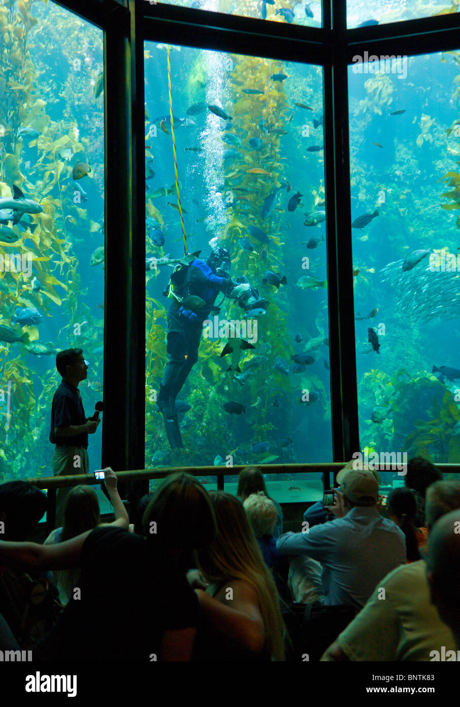 A diver feeds the fish at Monterey Bay Aquarium during a presentation